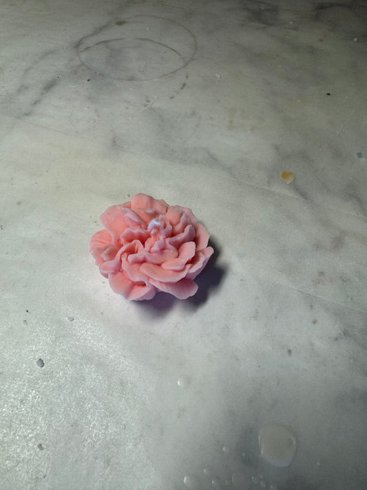 Seconds Carnation flower